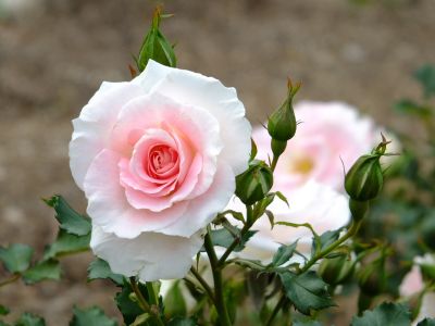 都筑中央公園（ローザ・つづきく）
