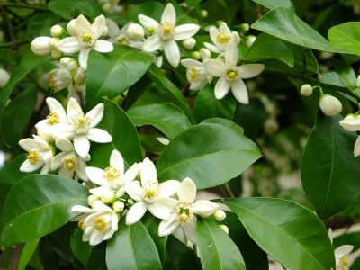 都筑中央公園（夏みかんの花）
