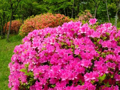 おおむらさきつつじ
