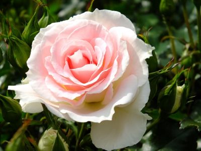 ローザ・つづきく（薔薇）
