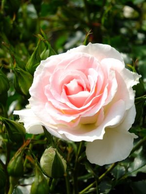 ローザ・つづきく（薔薇）
