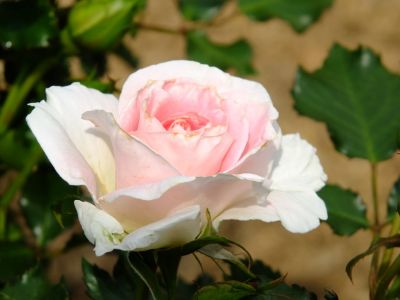 ローザ・つづきく（薔薇）
