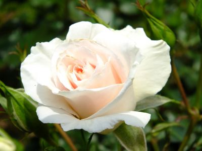 ローザ・つづきく（薔薇）
