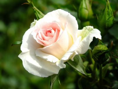 ローザ・つづきく（薔薇）
