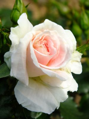 ローザ・つづきく（薔薇）
