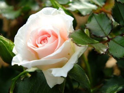 ローザ・つづきく（薔薇）
