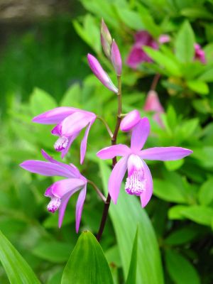 茅ヶ崎杉山神社（紫蘭　しらん）

