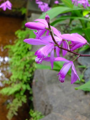 茅ヶ崎杉山神社（紫蘭　しらん）
