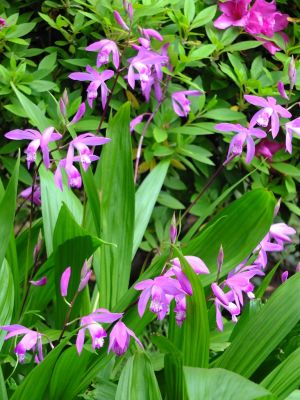茅ヶ崎杉山神社（紫蘭　しらん）
