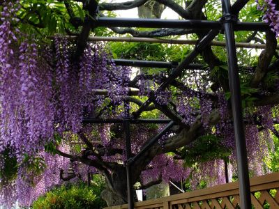 藤の花（公園付近）
