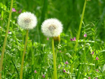 タンポポ（清水谷戸）
