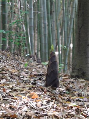 竹林には筍が
