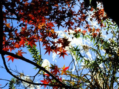 緑道ささぶねの道（仲町台）
