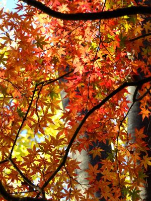 緑道ささぶねの道（仲町台）
