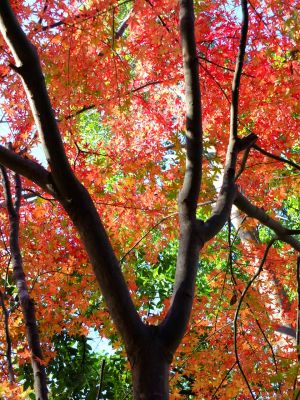 緑道ささぶねの道（仲町台）
