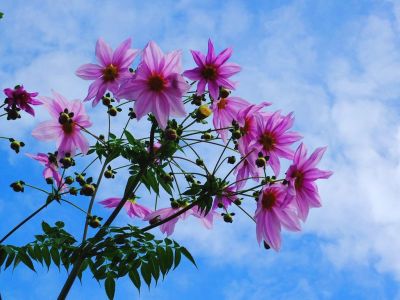 荏田近隣センター（皇帝ダリア）
