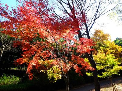 緑道ささぶねの道（茅ヶ崎公園）
