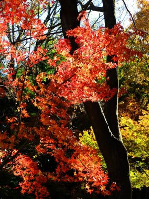 緑道ささぶねの道（茅ヶ崎公園）
