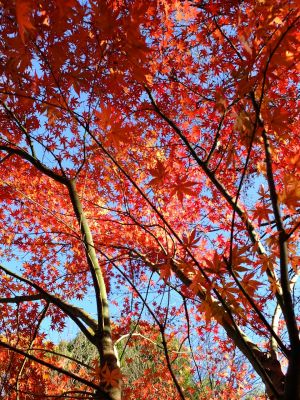 緑道ささぶねの道（茅ヶ崎公園）
