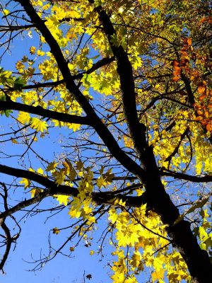 緑道ささぶねの道（茅ヶ崎公園）
