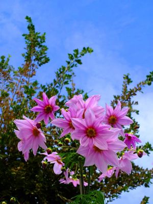 荏田近隣センター（皇帝ダリア）
