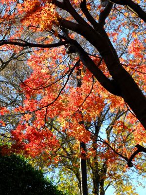 緑道ささぶねの道（茅ヶ崎公園）
