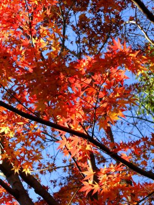 緑道ささぶねの道（茅ヶ崎公園）
