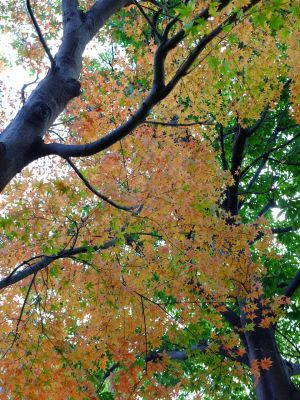 緑道ささぶねの道（大原みちみね公園）
