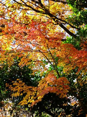緑道ささぶねの道（大原みちみね公園）
