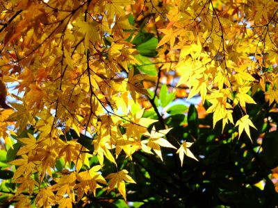 緑道ささぶねの道（大原みちみね公園）
