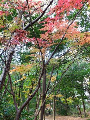 緑道ささぶねの道（葛ヶ谷公園）

