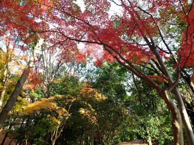 緑道ささぶねの道（葛ヶ谷公園）
