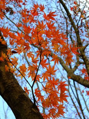 緑道ささぶねの道（葛ヶ谷公園）
