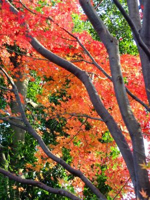 緑道ささぶねの道（鴨池公園）
