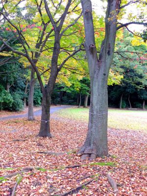 葛が谷公園
