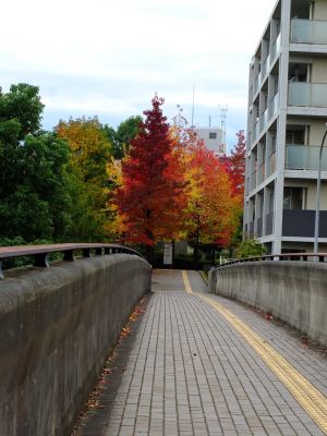 都筑ふれあいの丘（Aoki横）
