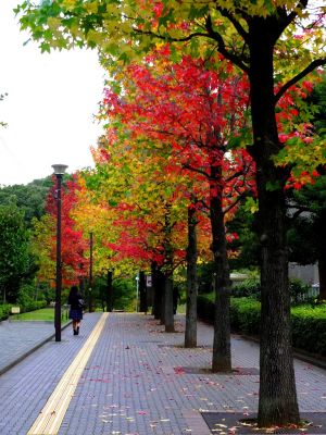 都筑ふれあいの丘（Aoki横）
