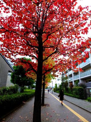 都筑ふれあいの丘（Aoki横）
