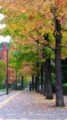 都筑ふれあいの丘の紅葉葉楓（アメリカフウ）
