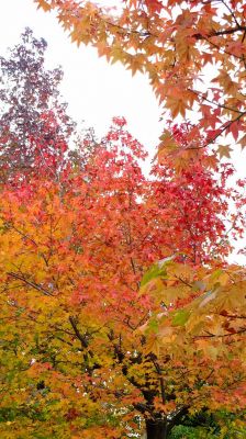 都筑ふれあいの丘の紅葉葉楓（アメリカフウ）
