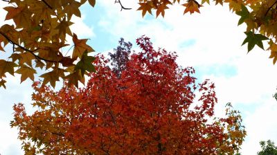 都筑ふれあいの丘の紅葉葉楓（アメリカフウ）
