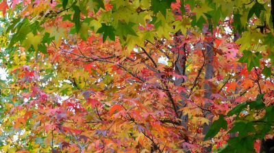 都筑ふれあいの丘の紅葉葉楓（アメリカフウ）
