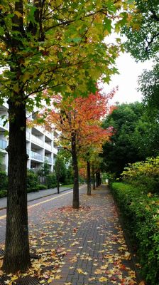 都筑ふれあいの丘の紅葉葉楓（アメリカフウ）
