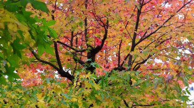 都筑ふれあいの丘の紅葉葉楓（アメリカフウ）
