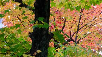 都筑ふれあいの丘の紅葉葉楓（アメリカフウ）
