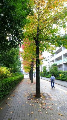 都筑ふれあいの丘の紅葉葉楓（アメリカフウ）
