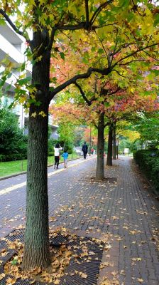 都筑ふれあいの丘の紅葉葉楓（アメリカフウ）
