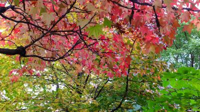 都筑ふれあいの丘の紅葉葉楓（アメリカフウ）
