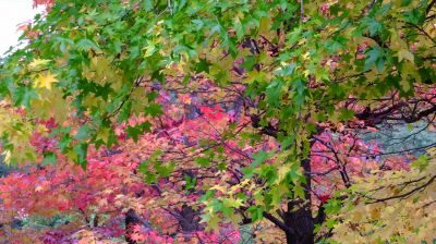 都筑ふれあいの丘の紅葉葉楓（アメリカフウ）
