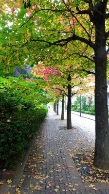 都筑ふれあいの丘の紅葉葉楓（アメリカフウ）
